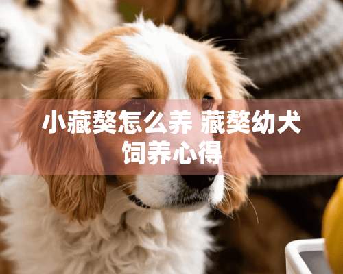 小藏獒怎么养 藏獒幼犬饲养心得