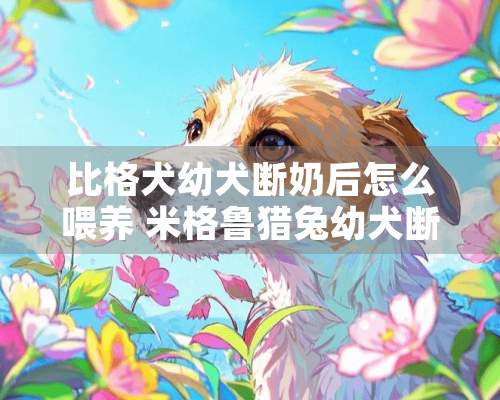 比格犬幼犬断奶后怎么喂养 米格鲁猎兔幼犬断奶后喂养方法