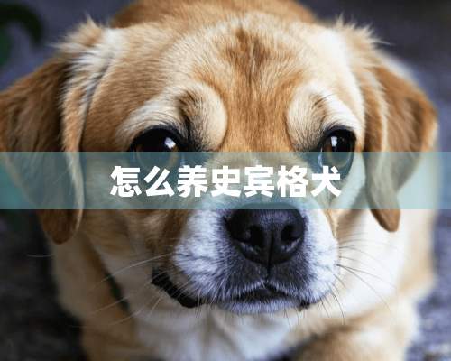 怎么养史宾格犬