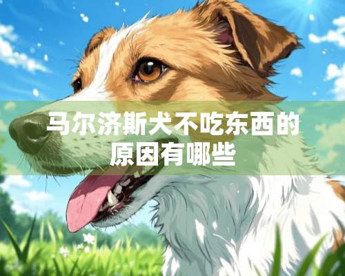 马尔济斯犬不吃东西的原因有哪些