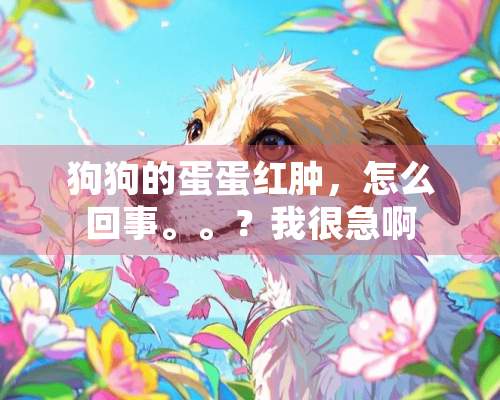 狗狗的蛋蛋红肿，怎么回事。。？我很急啊