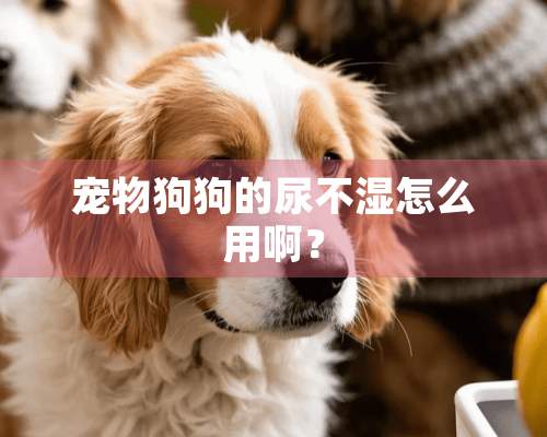 宠物狗狗的尿不湿怎么用啊？