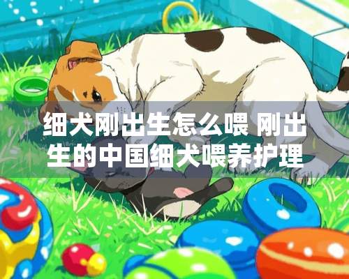 细犬刚出生怎么喂 刚出生的中国细犬喂养护理方法