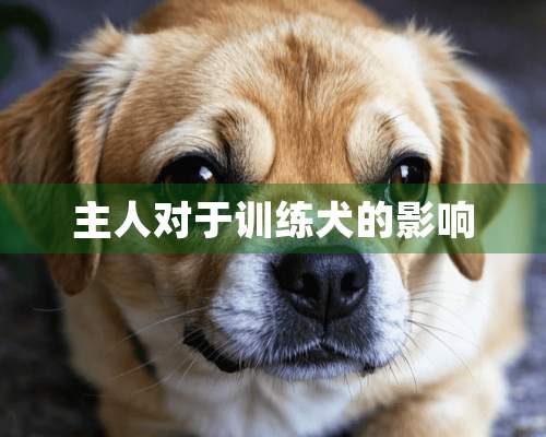 主人对于训练犬的影响