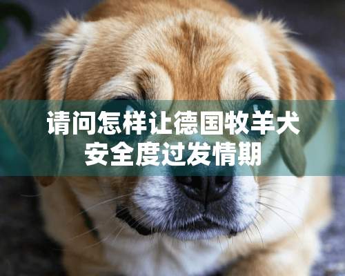 请问怎样让德国牧羊犬安全度过发情期