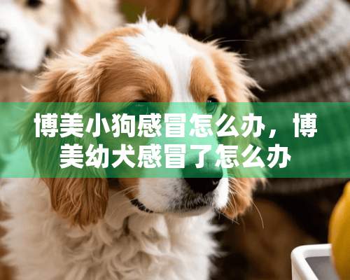 博美小狗感冒怎么办，博美幼犬感冒了怎么办