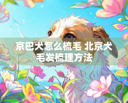 京巴犬怎么梳毛 北京犬毛发梳理方法