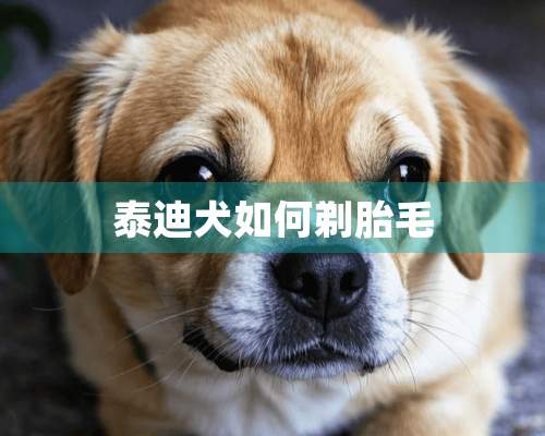 泰迪犬如何剃胎毛