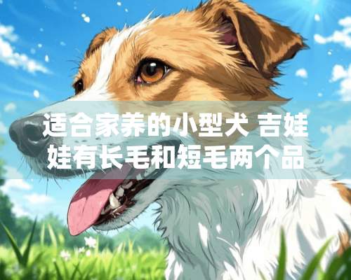 适合家养的小型犬 吉娃娃有长毛和短毛两个品种