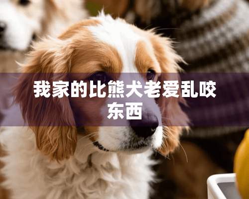 我家的比熊犬老爱乱咬东西