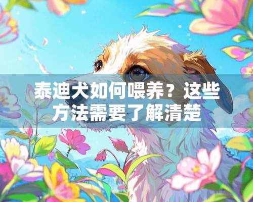 泰迪犬如何喂养？这些方法需要了解清楚