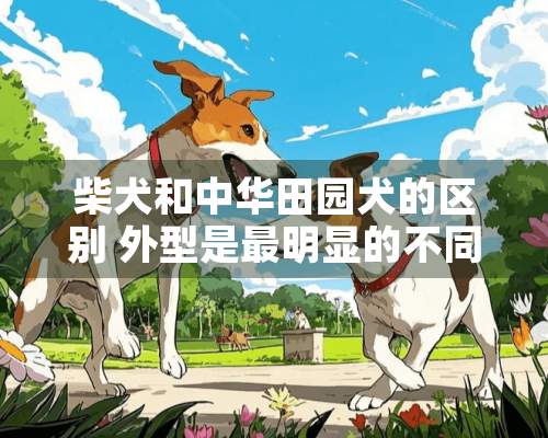 柴犬和中华田园犬的区别 外型是最明显的不同