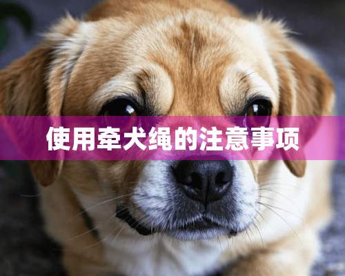 使用牵犬绳的注意事项