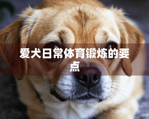 爱犬日常体育锻炼的要点