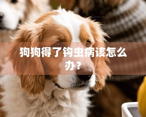 狗狗得了钩虫病该怎么办？