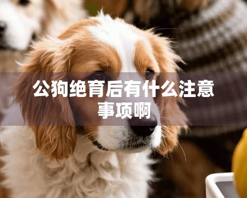 公狗绝育后有什么注意事项啊