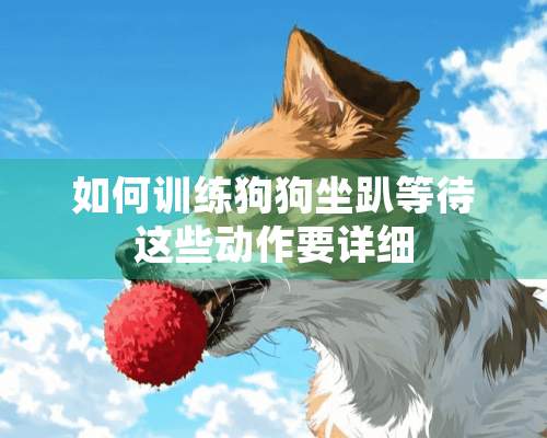 如何训练狗狗坐趴等待这些动作要详细