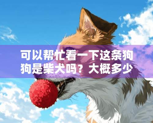 可以帮忙看一下这条狗狗是柴犬吗？大概多少钱呐，品相怎么样吖？