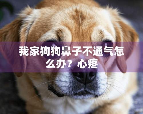 我家狗狗鼻子不通气怎么办？心疼