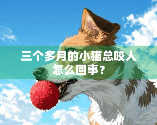 三个多月的小猫总咬人怎么回事？