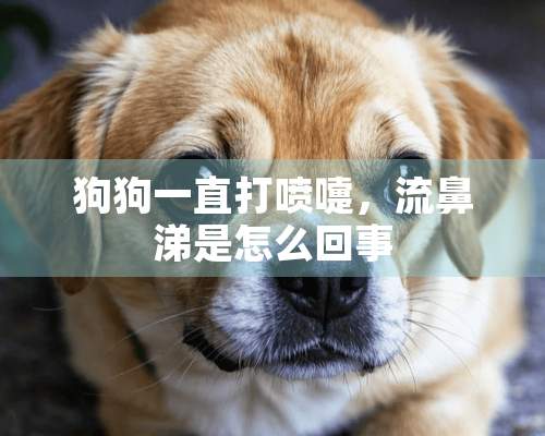 狗狗一直打喷嚏，流鼻涕是怎么回事