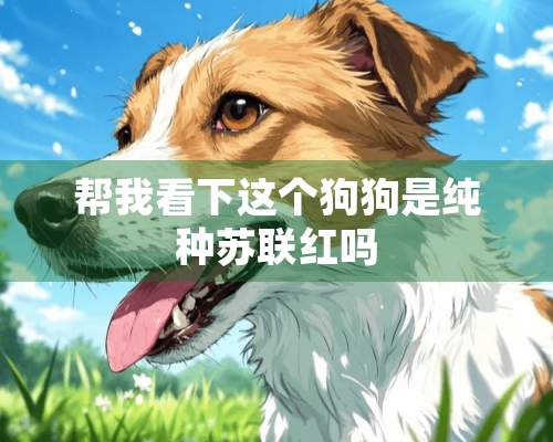 帮我看下这个狗狗是纯种苏联红吗