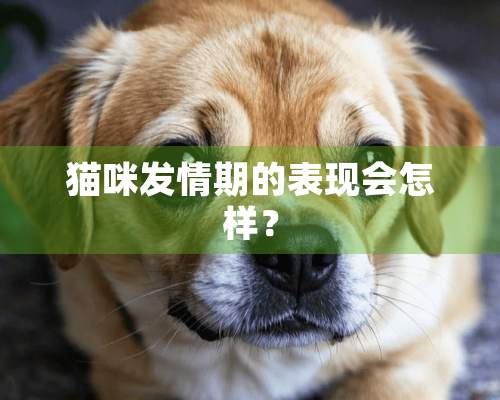 猫咪发情期的表现会怎样？