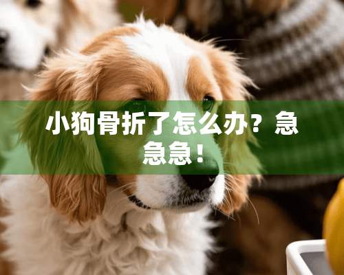 小狗骨折了怎么办？急急急！