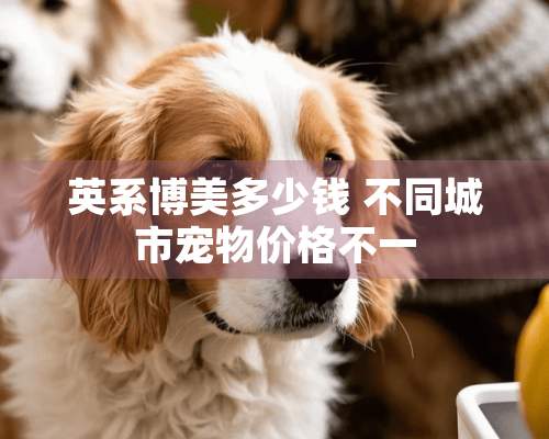 英系博美多少钱 不同城市宠物价格不一