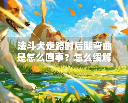 法斗犬走路时后腿弯曲是怎么回事？怎么缓解法斗犬走路时后腿弯曲？