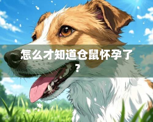 怎么才知道仓鼠怀孕了？