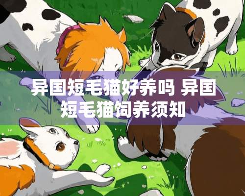 异国短毛猫好养吗 异国短毛猫饲养须知