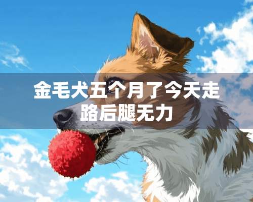 金毛犬五个月了今天走路后腿无力