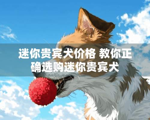 迷你贵宾犬价格 教你正确选购迷你贵宾犬