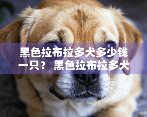 黑色拉布拉多犬多少钱一只？ 黑色拉布拉多犬价格!