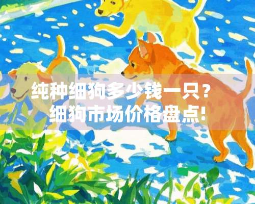 纯种细狗多少钱一只？ 细狗市场价格盘点!