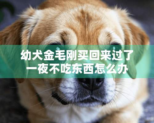 幼犬金毛刚买回来过了一夜不吃东西怎么办