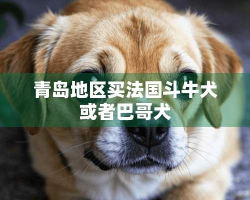 青岛地区买法国斗牛犬或者巴哥犬