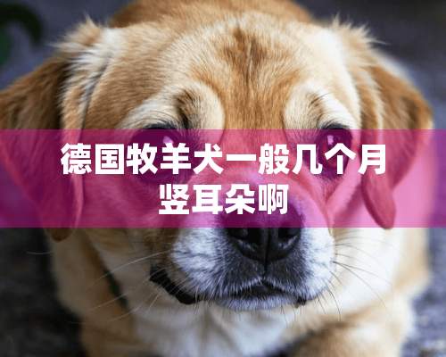 德国牧羊犬一般几个月竖耳朵啊