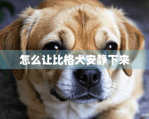 怎么让比格犬安静下来