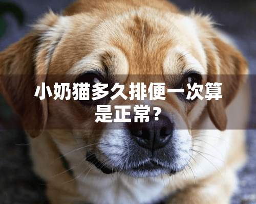 小奶猫多久排便一次算是正常？