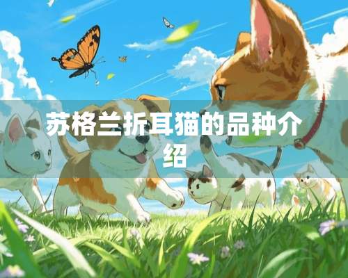 苏格兰折耳猫的品种介绍