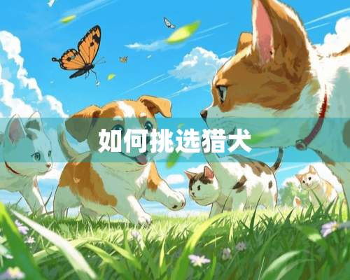 如何挑选猎犬