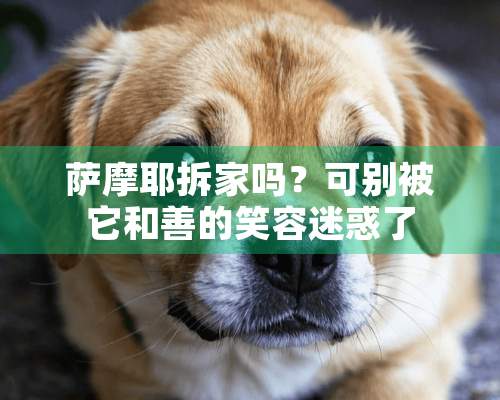 萨摩耶拆家吗？可别被它和善的笑容迷惑了