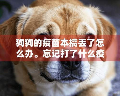 狗狗的疫苗本搞丢了怎么办。忘记打了什么疫苗了。急！！！