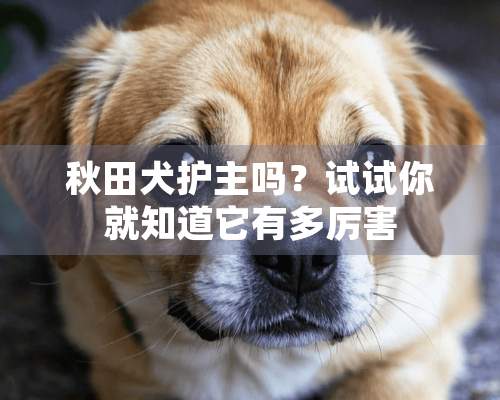 秋田犬护主吗？试试你就知道它有多厉害