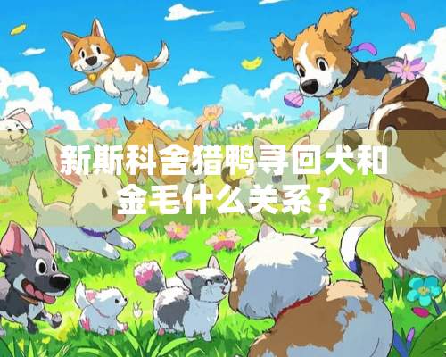 新斯科舍猎鸭寻回犬和金毛什么关系？