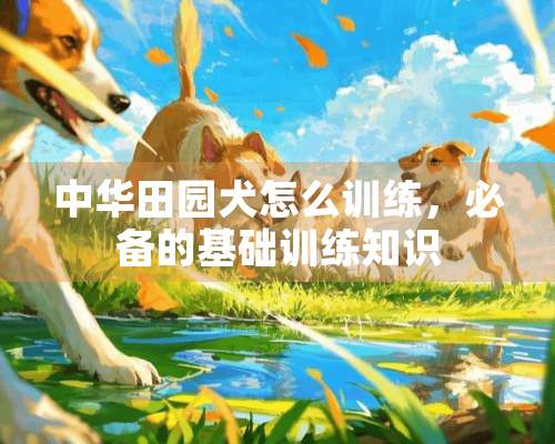 中华田园犬怎么训练，必备的基础训练知识