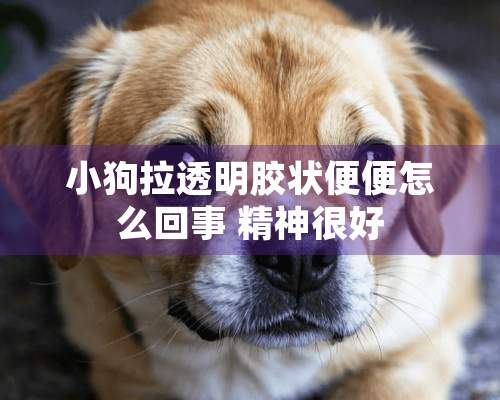 小狗拉透明胶状便便怎么回事 精神很好