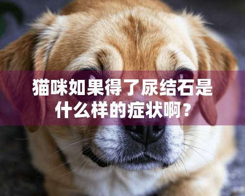 猫咪如果得了尿结石是什么样的症状啊？